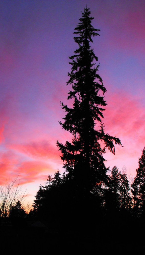 Tree in the sunset