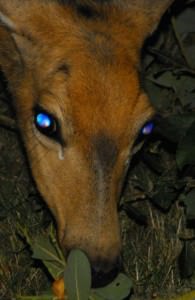 A deer in the headlights